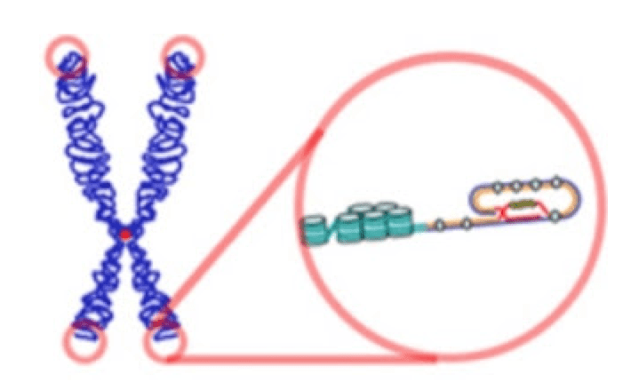 Telomeres and Longevity